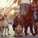 Dogs being walked on leashes