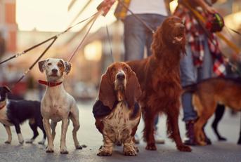 Dogs being walked on leashes