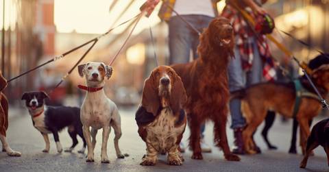 Man walking several dogs