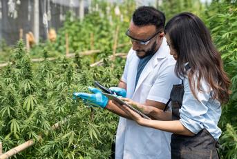 Scientists examining cannabis