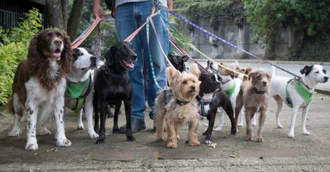 Man walking a group of dogs