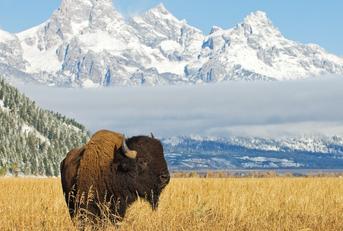 Bison in Wyoming